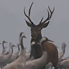 Crane gathering and red deer rut in one place
